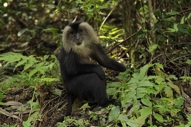 Valparai Weekend Nature Getaway